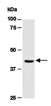 AURKB (N) Antibody, Rabbit Polyclonal