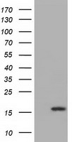 AURKC Antibody