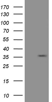AURKC Antibody