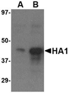 Avian Influenza Hemagglutinin 3 Antibody