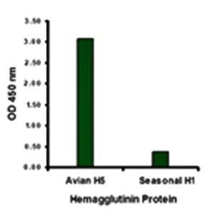 Avian Influenza Hemagglutinin Antibody