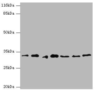 AZGP1 Antibody