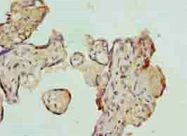 AZIN1 Antibody