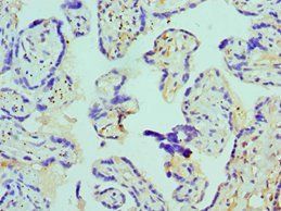 AZU1 Antibody