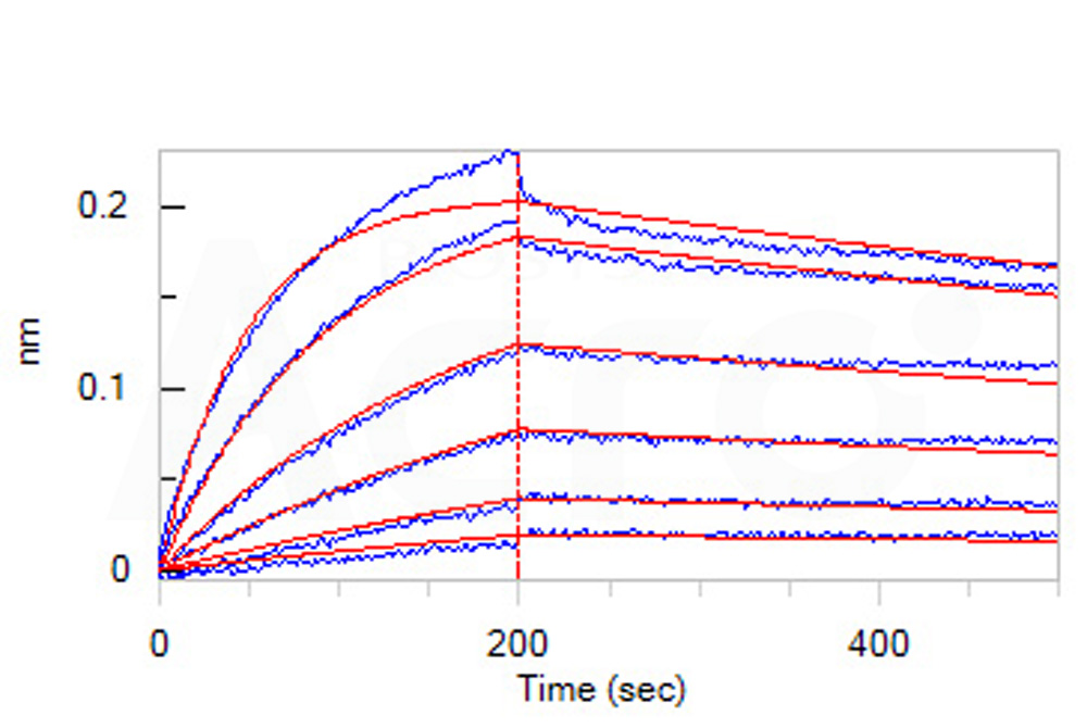 SARS-CoV-2 (COVID-19) S1 Protein, mFc Tag
