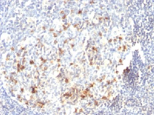 B3GAT1 Antibody