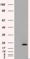 B7-1 Antibody