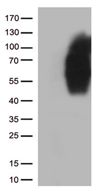 CD86 Antibody