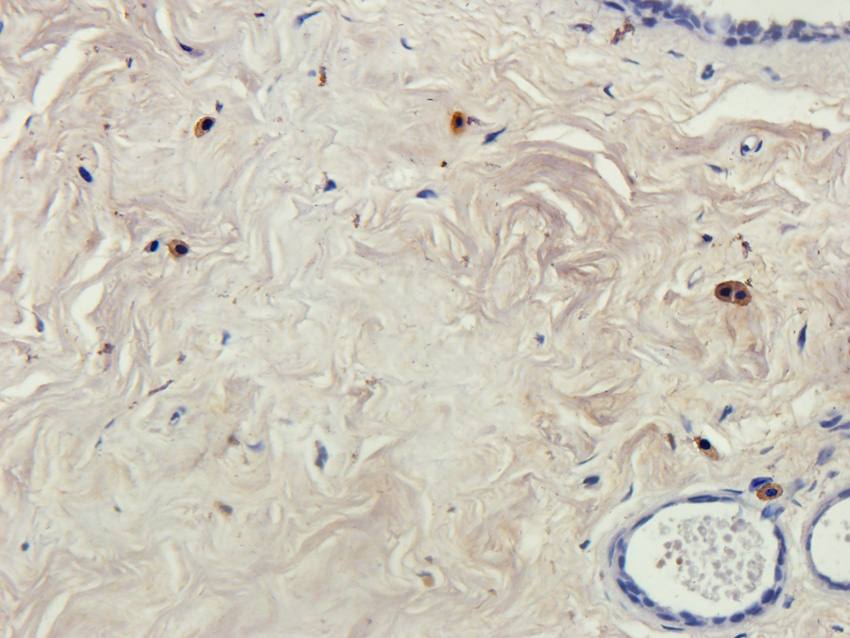 B7-H6 Rabbit Polyclonal Antibody