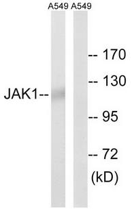 JAK1 (Ab-1022) Antibody