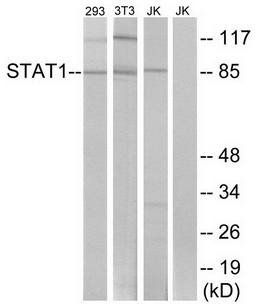 STAT1 (Ab-727) Antibody