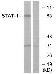STAT1 (Ab-701) Antibody