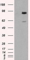 B7H3 Antibody
