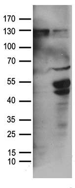 BAG5 Antibody