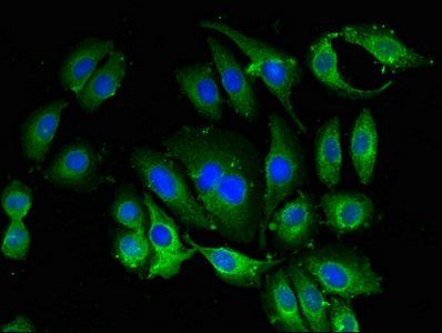 BANF1 Antibody