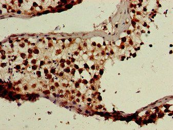 BANF1 Antibody