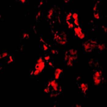BANF1 Antibody