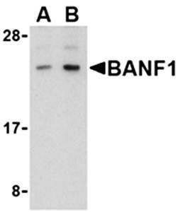BANF1 Antibody