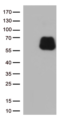 BAX Antibody