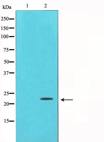Bax Antibody