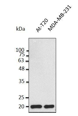 BAX Antibody