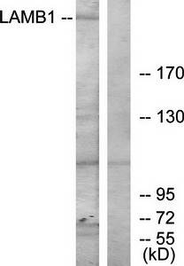 LAMB1 Antibody