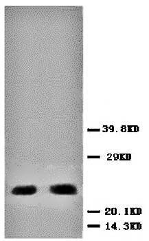 PUMA/BBC3 Rabbit Polyclonal Antibody