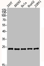 BCAP31 Antibody