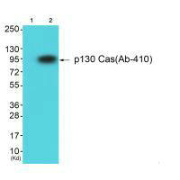 BCAR1 Antibody