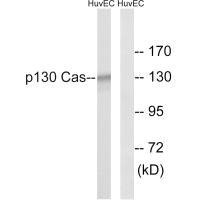 BCAR1 Antibody