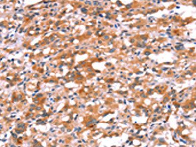 BCAR1 Antibody