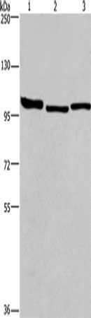 BCAR1 Antibody