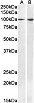 BCAR1 Antibody