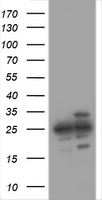 BCAT1 Antibody