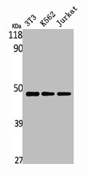 BCKDK Antibody