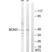 BCKDK Antibody