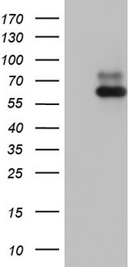 BCL10 Antibody