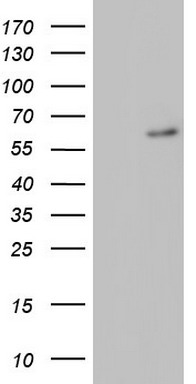 BCL10 Antibody