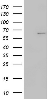BCL10 Antibody