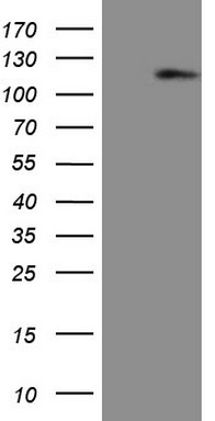 BCL2A1 Antibody