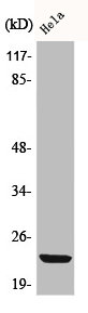 BCL2L11 Antibody