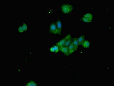 BCL2L11 Antibody