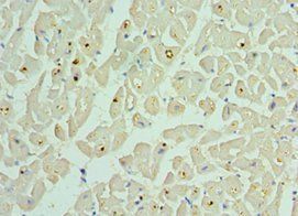 BCL2L13 Antibody
