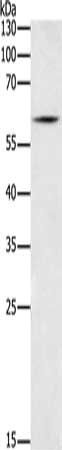 BCL2L13 Antibody