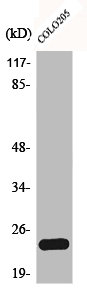 BCL2L2 Antibody