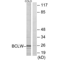 BCL2L2 Antibody