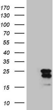 BCOR Antibody