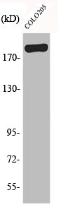 BCOR Antibody