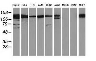 BDH2 Antibody
