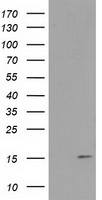 BDH2 Antibody